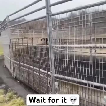 Lil bro almost made it