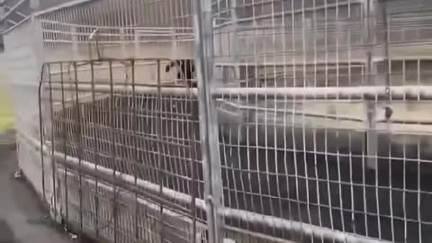 Lil bro almost made it