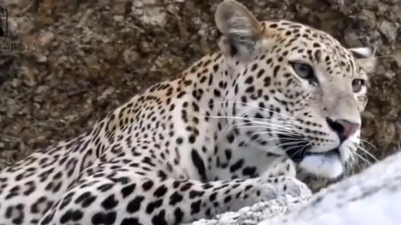 Wildlife in Closer View with natural perspective.