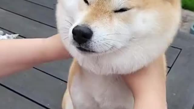 Doge sort