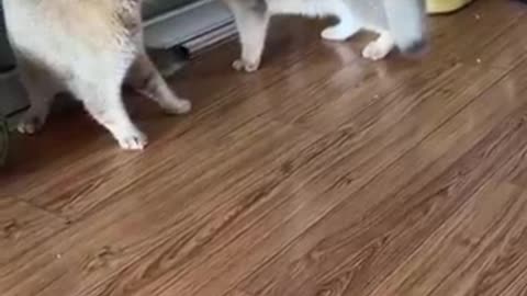 Funny animals videos 😻😻😂😂😂