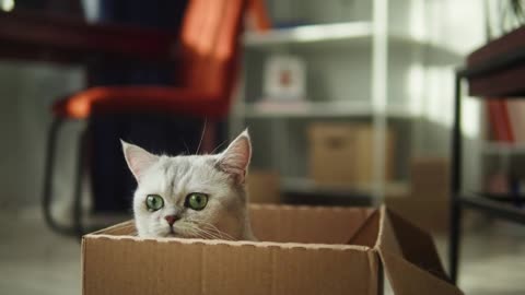 Cat sitting in cardboard box in living room