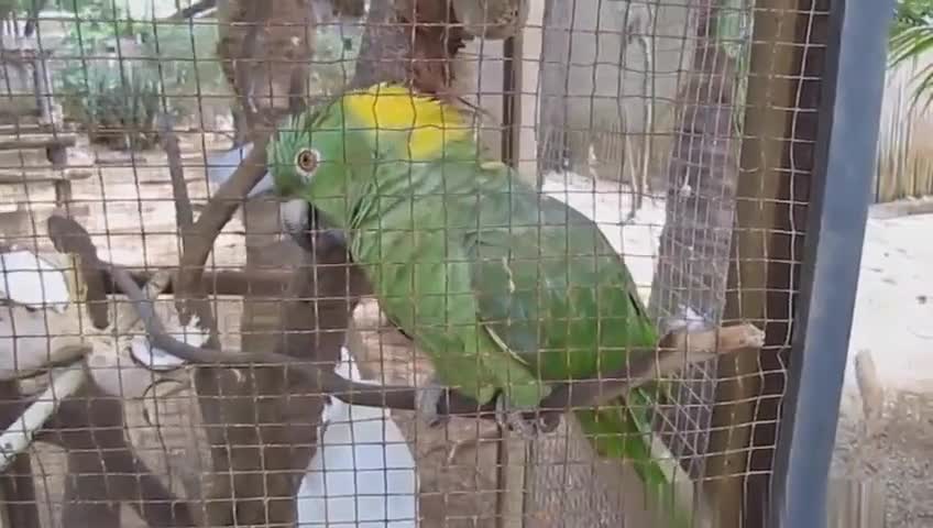 Watch the funny and cute parrot mimicking baby cry and dog bark.