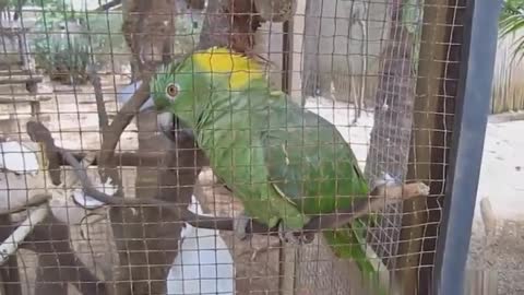 Watch the funny and cute parrot mimicking baby cry and dog bark.