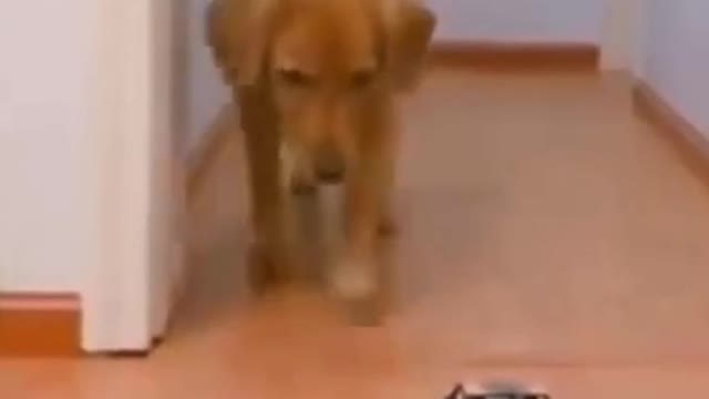 funny dog| how scary dog