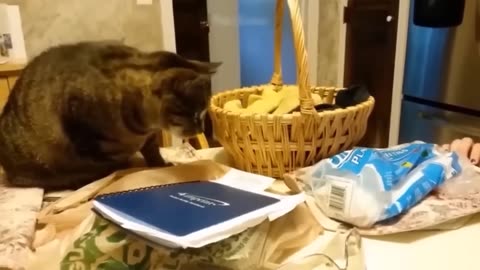 Funny animal videos 2023 - Funny cats/dogs - Funny animals Part71/Haypyy Pett