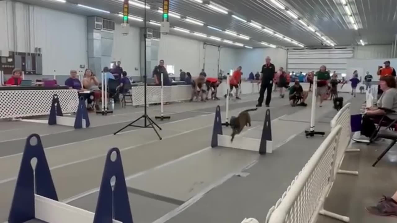 The forth dog is definitely using cheat codes