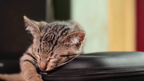 Cat video