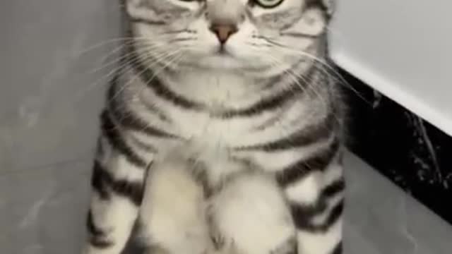 😇 Laugh non-stop with these funny cat 😹 - Funniest cat Expression Video 😇 - Funny Cat Life
