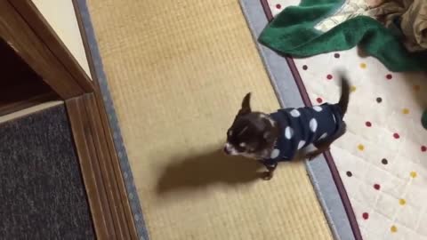 Best Top 10 Cute Dog Barking Video