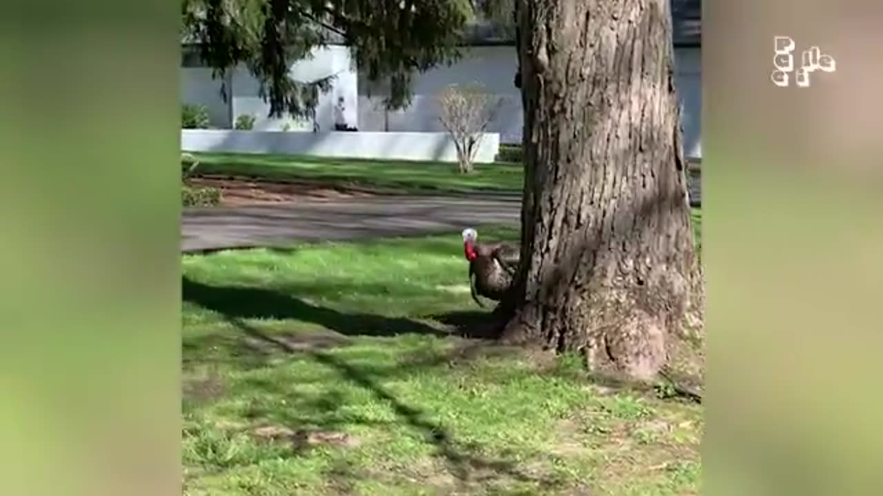 Bird Pulls out Girls Tooth FUNNY