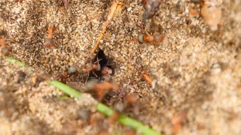 Book of Jeremiah (Chapter 42 & 43)