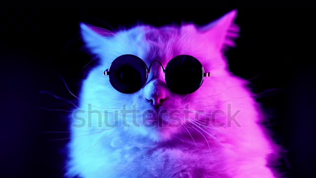 cute cat ❤️❤️😘😘
