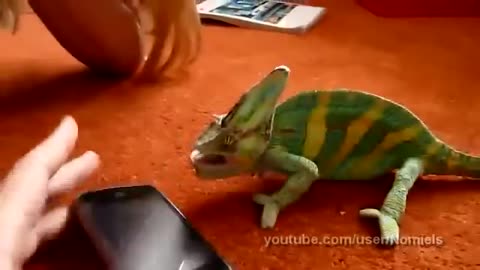 Chameleon analyzing an IPHONE, were you satisfied?