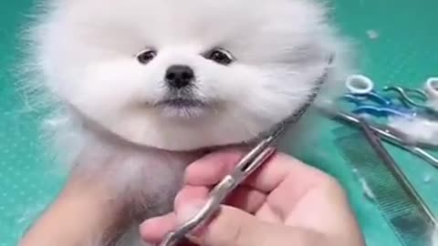 cute & funny dog