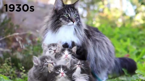 Rarest Cats That Exist