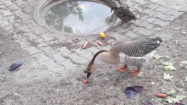How beautiful geese birds are a wonderful sight