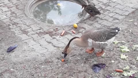 How beautiful geese birds are a wonderful sight