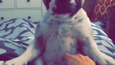 White dog sitting up right getting stomach tickled