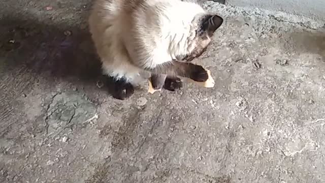cat on two legs
