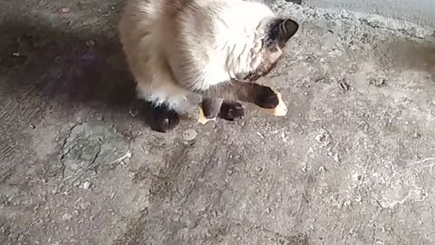 cat on two legs