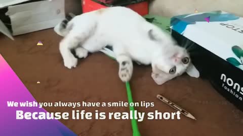 Cute kitten playing _ Funny cats and kittens videos 2022 #60