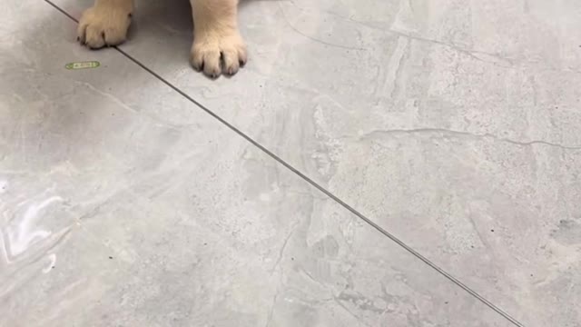 Labrador lovely daily life Pt.9