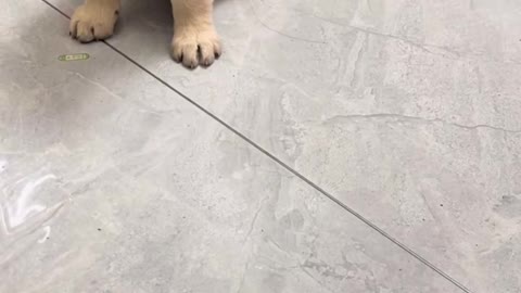 Labrador lovely daily life Pt.9