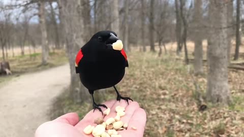 Hand-Feeding a Beautiful Red-winged Blackbird in Slow Motion.