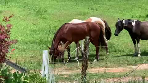 Mares accept colt into pasture after one day