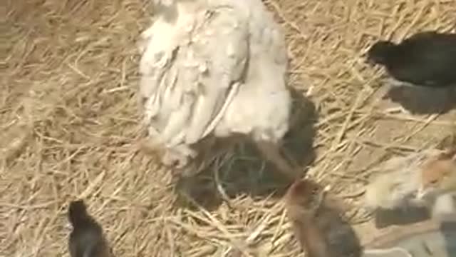 So cute little hen birds video | hen kids video