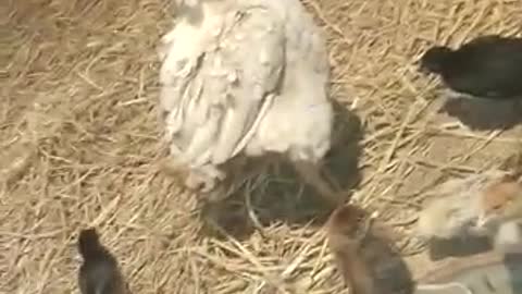 So cute little hen birds video | hen kids video
