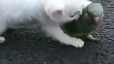 Rubbit trying to conveynce Parrot