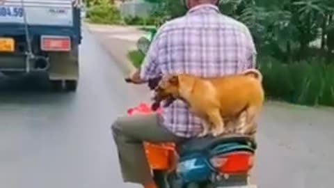 🐶_TOP_3_Funniest_DOG_Videos_in_1_MINUTE!_#_14_|_Dog_Lovers_|_🤣_SHORT_&_FUNNY_Videos_#Shorts