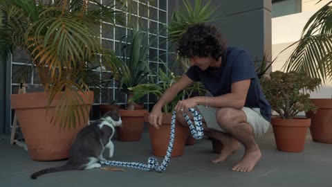 Cat play with man as rope