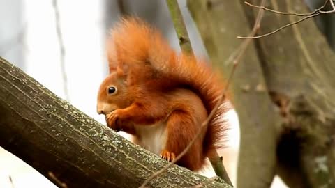 Cute red squirrel