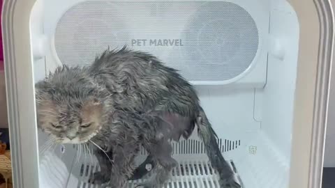 Mommy bathes the cat in the basin.💔😺😲