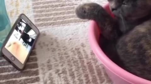 funny animal atcion video #funny #Animal #atcion
