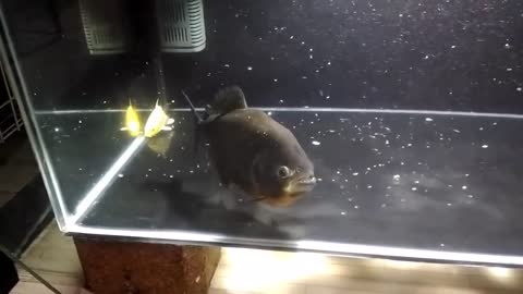 Live Feeding Piranha fish __ Monster Fish