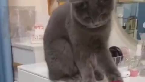 Naughty cat doing everyday this 🤣🤣🤣🤣