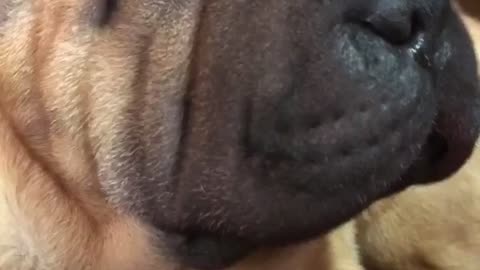 Brown dog enjoys getting his temples rubbed