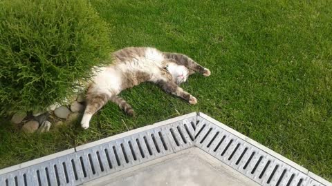My cat sleep