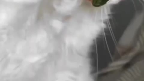 Cat attitude video