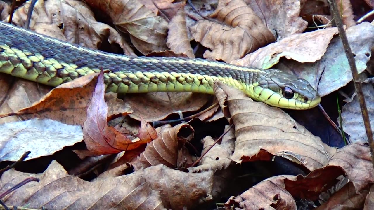 Garter Snake