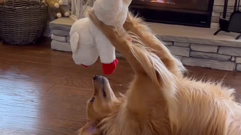 Savage dog