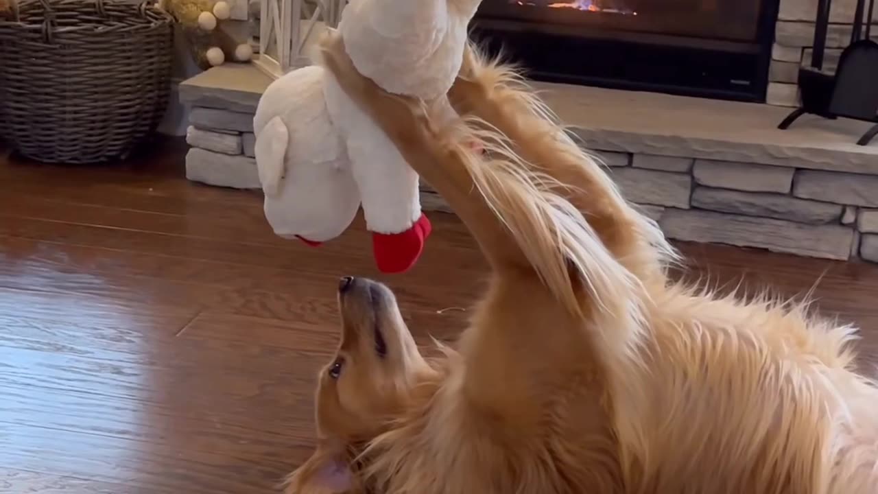 Savage dog