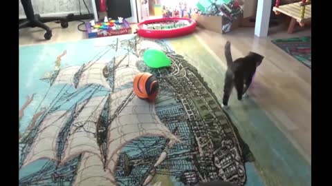 Funniest Animals - Best Of Funny Animal Videos