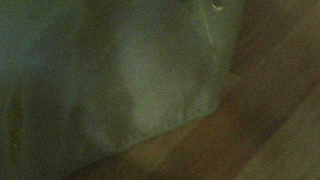 Snail on the curtain