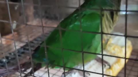 TOP 2 AMAZING GREEN PARROT.WANDERFUL PARROT SALE
