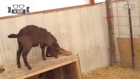 so so cute animals